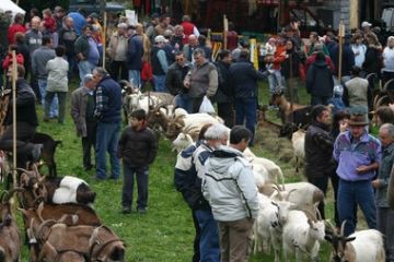 Mostra Ovi- caprina ,  ha luogo la seconda domenica di novembre (Foto T.Antonietti)
