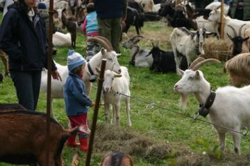 Mostra Ovi- caprina ,  ha luogo di norma la seconda domenica di novembre (foto T.Antonietti)