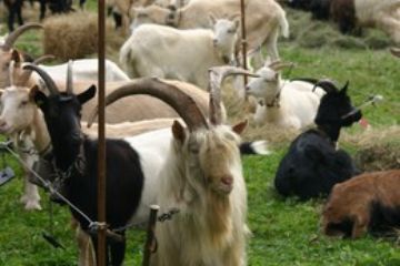 Mostra Ovi- caprina ,  ha luogo di norma la seconda domenica di novembre (foto T.Antonietti)