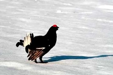 Fauna - Gallo Forcello sulla neve (Ft. Archivio Ente Parco)