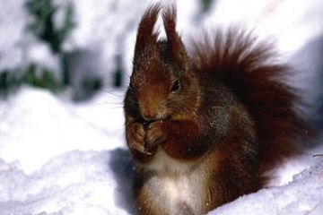 Fauna - Scoiattolo (Ft. Archivio Ente Parco)