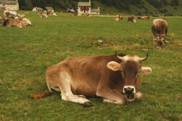 Festa in Val Buscagna e Musica in Quota