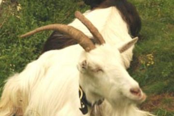 Festa in Val Buscagna e Musica in Quota