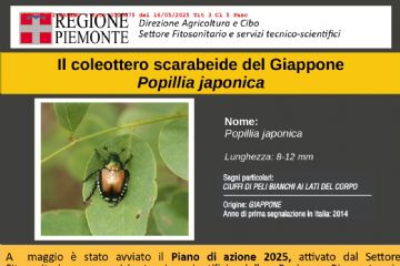 Il coleottero scarabeide del Giappone Popillia japonica