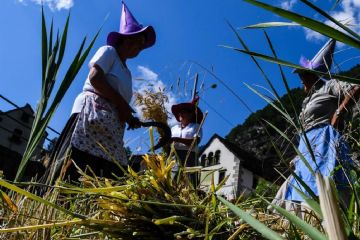 Le streghe e il raccolto